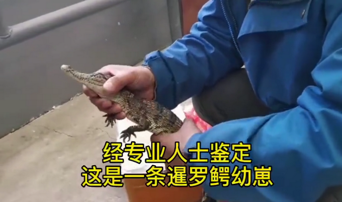 山东一男子网购小鱼，打开一看竟是一条鳄鱼！休闲区蓝鸢梦想 - Www.slyday.coM