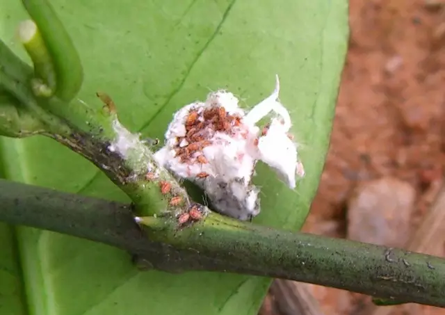 柑橘介壳虫打不死那是你没抓住防治关键期