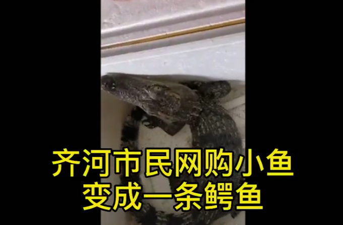 山东一男子网购小鱼，打开一看竟是一条鳄鱼！休闲区蓝鸢梦想 - Www.slyday.coM