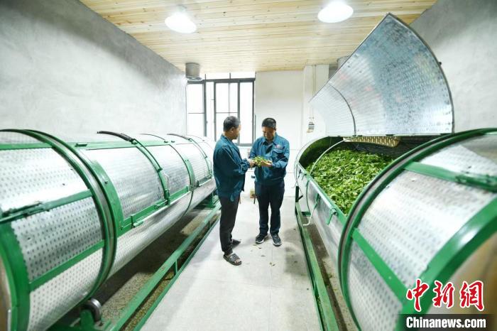 福建省麒麟山茶业发展有限公司生产加工车间。　蒋祖德 摄
