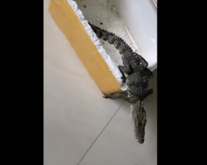 山东一男子网购小鱼，打开一看竟是一条鳄鱼！休闲区蓝鸢梦想 - Www.slyday.coM