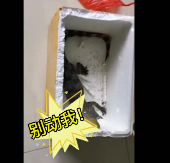 山东一男子网购小鱼，打开一看竟是一条鳄鱼！休闲区蓝鸢梦想 - Www.slyday.coM