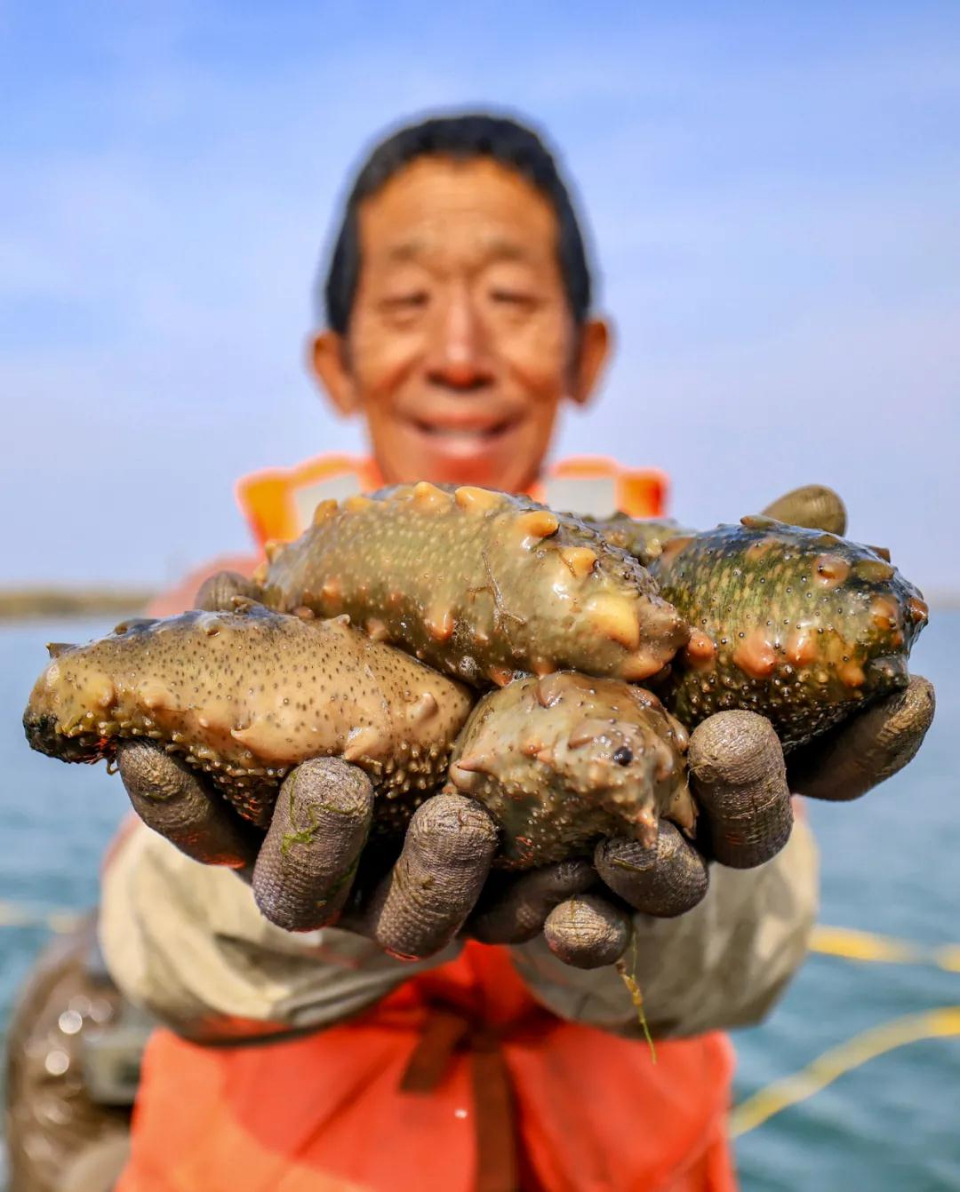 荣成春参开捕,"海猛子"亲自送上岸|荣成|海参|好当家_新浪新闻