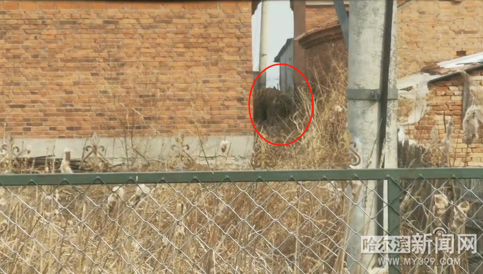 4月23日7点许,鸡西市密山市白鱼湾镇临湖村发现一只老虎, 鸡西边境