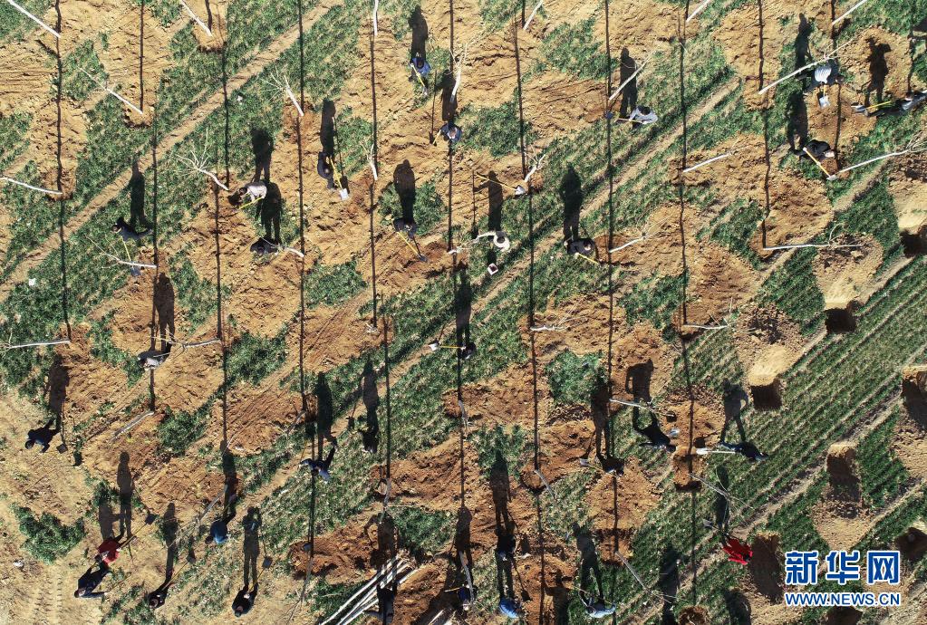 　　志愿者在河北省武安市伯延镇伯延村植树（2019年3月12日摄，无人机照片）。新华社记者 王晓 摄