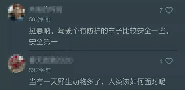 进村伤人的东北虎控制住了！打了四枪麻醉针↘休闲区蓝鸢梦想 - Www.slyday.coM