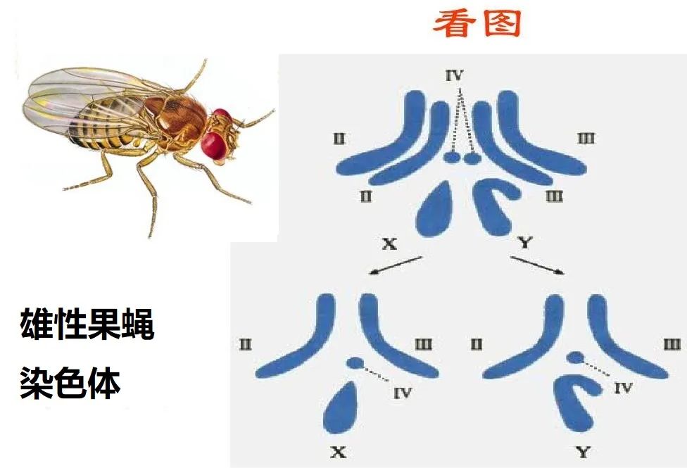 果蝇同源染色体图解图片