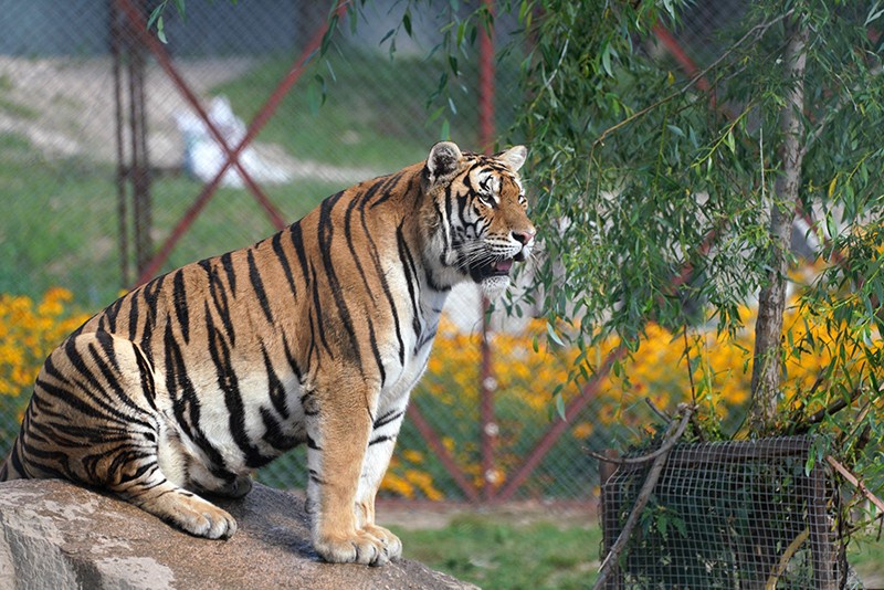 进村东北虎已运抵东北虎林园,将接受进一步检查|鸡西_新浪新闻