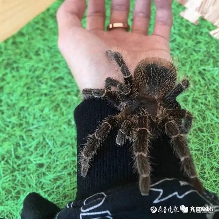 蟑螂蜘蛛直接放手上这些宠物令人头皮发麻