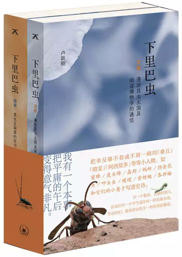 讲座｜卢跃刚：昆虫摄影记录下的那些转瞬即逝的关系