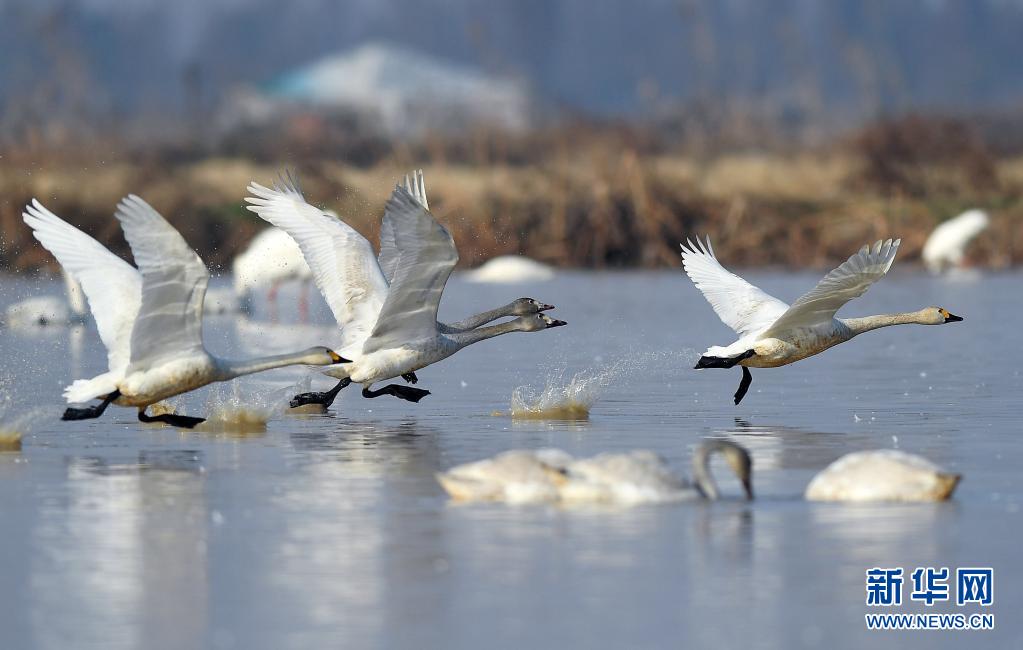 　　候鸟在位于江西鄱阳湖畔的五星农场境内振翅起飞（2018年1月11日摄）。新华社记者 万象 摄