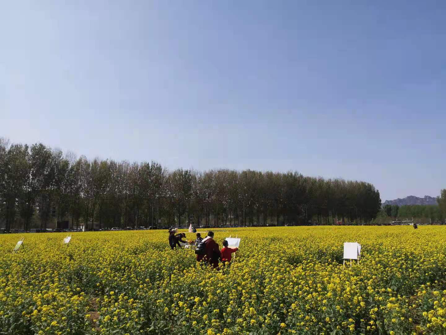 "五一"到京郊赏油菜花,近郊最大油菜花海就在南六环|北京|油菜花|花海