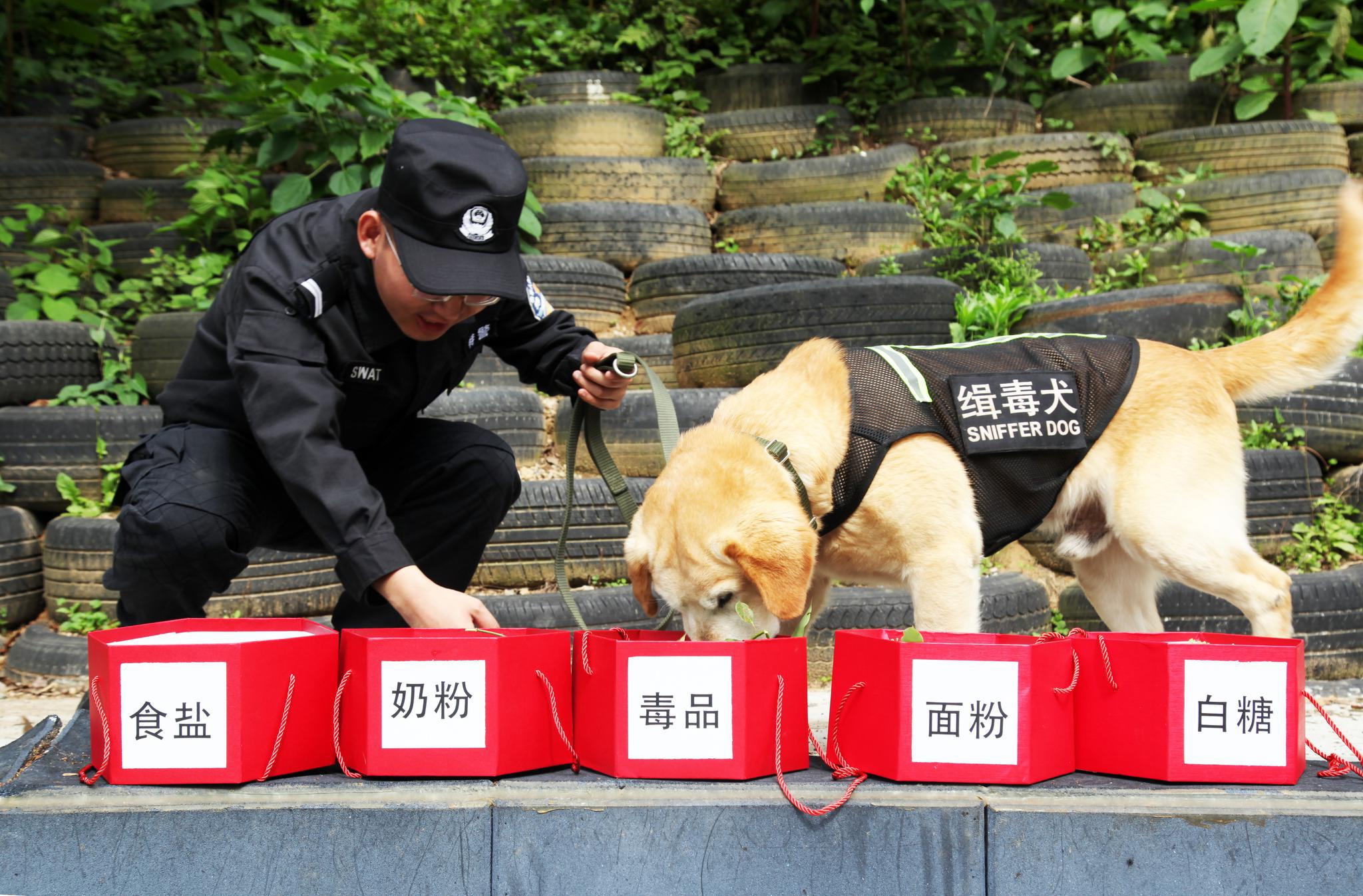 台州:缉毒警犬强练兵