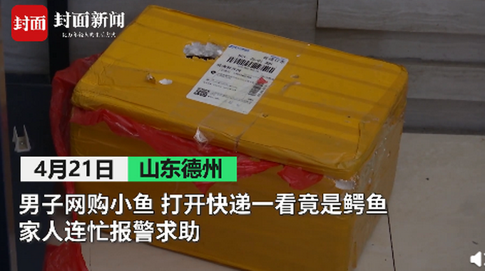 孩子网购小鱼收到泰国鳄，家长紧急求助！专家：长大后能长到三米多休闲区蓝鸢梦想 - Www.slyday.coM