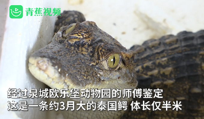 孩子网购小鱼收到泰国鳄，家长紧急求助！专家：长大后能长到三米多休闲区蓝鸢梦想 - Www.slyday.coM