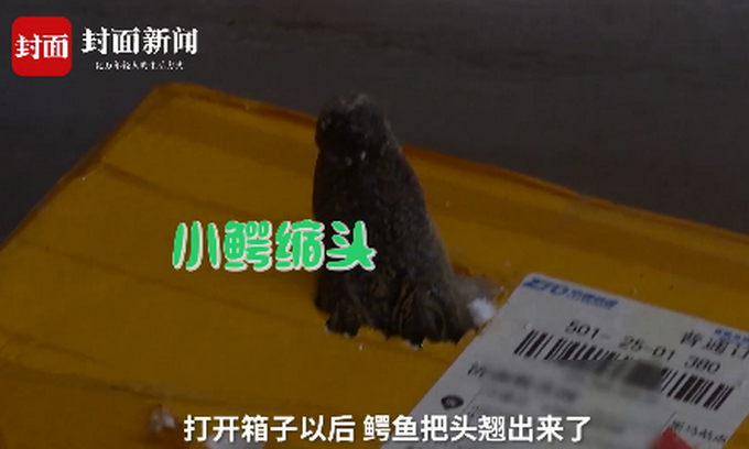 孩子网购小鱼收到泰国鳄，家长紧急求助！专家：长大后能长到三米多休闲区蓝鸢梦想 - Www.slyday.coM