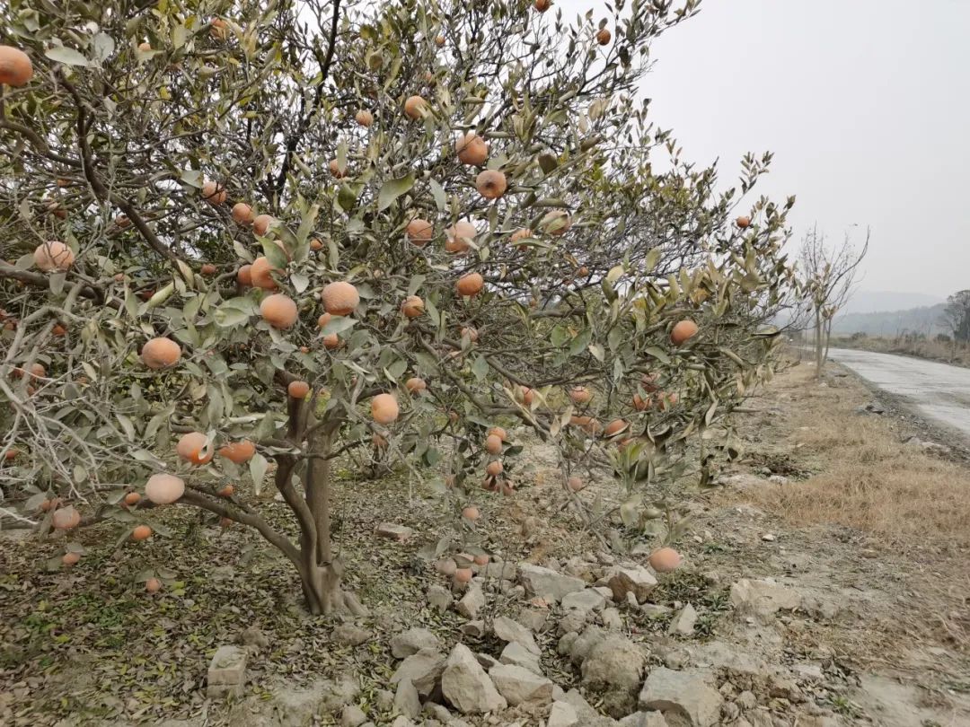 盛旺矿业公司矿山周边果树布满粉尘 督察组提供