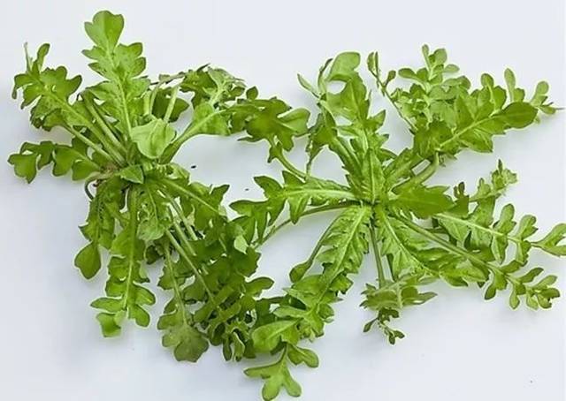 春天用这种菜做的汤,是"火旺"孩子的专属菜肴|荠菜_新浪新闻