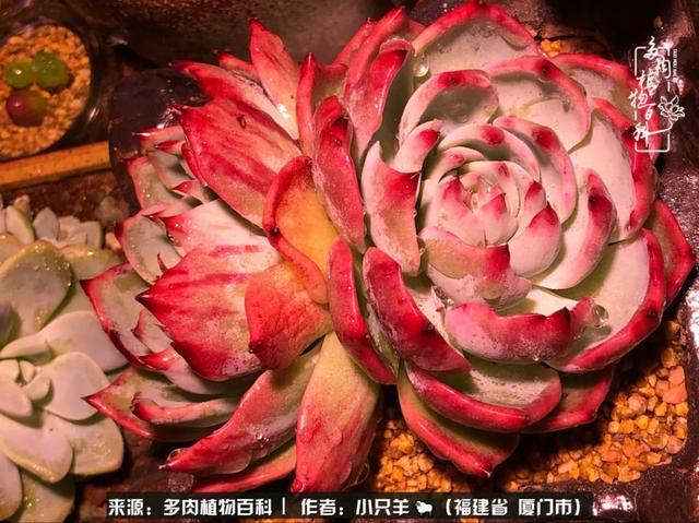 多肉,似星辰大海般的璀璨