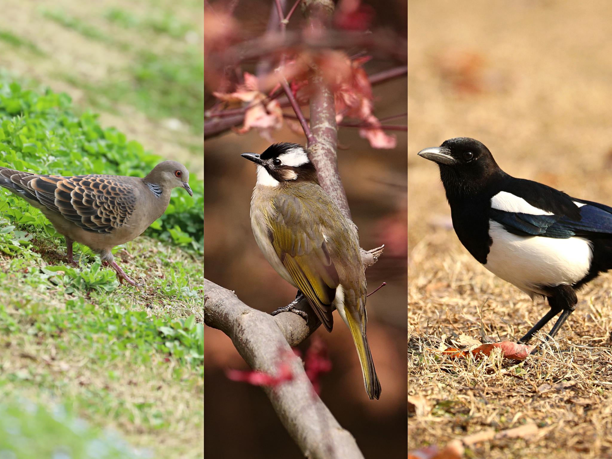 图片素材来源:江苏观鸟会鸟类是人们在城市里的邻居.