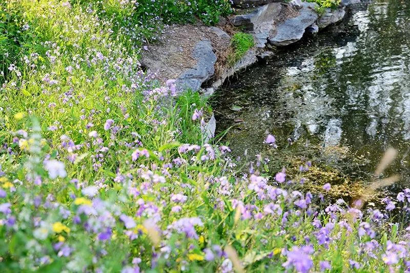 野生花卉 北京欢迎你 手机新浪网 野生花卉 北京欢迎你 手机新浪网