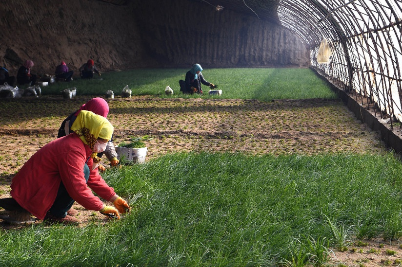 与沙漠掰了70年手腕这块绿洲如此倔强