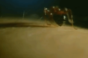 △红火蚁叮咬人体