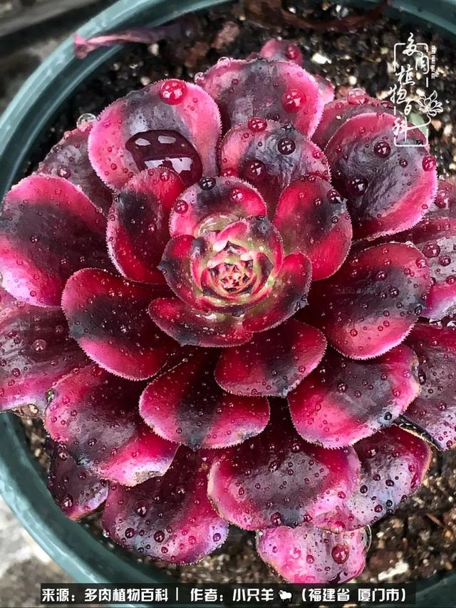 多肉,似星辰大海般的璀璨