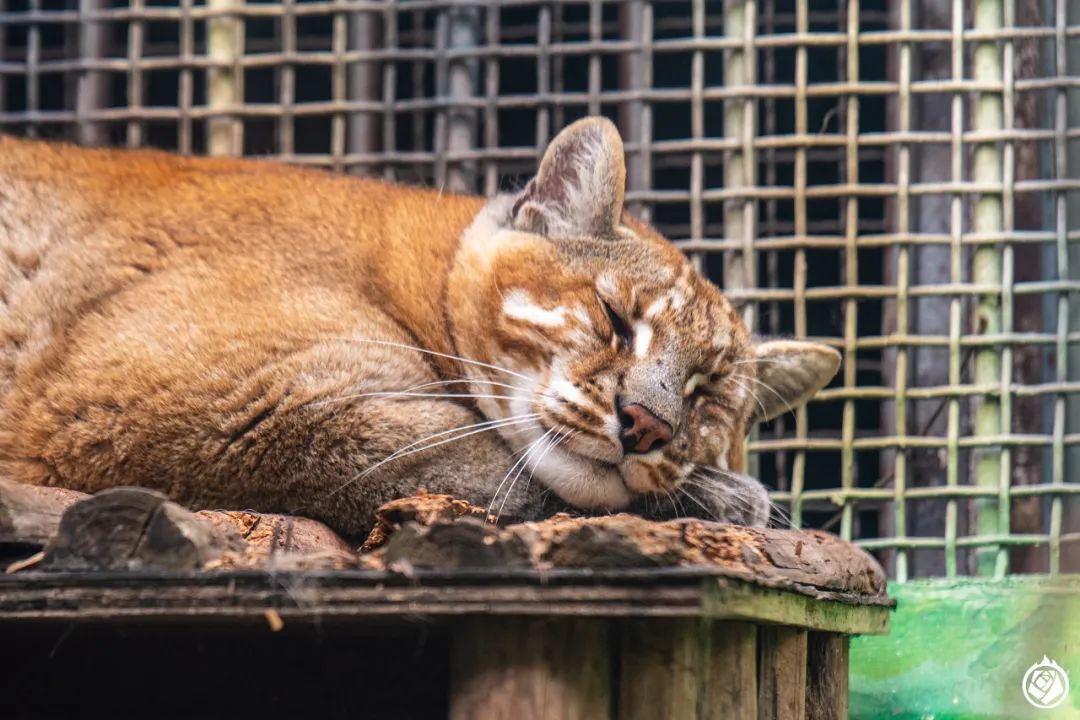 大陆仅剩的圈养云豹不该被如此轻慢对待
