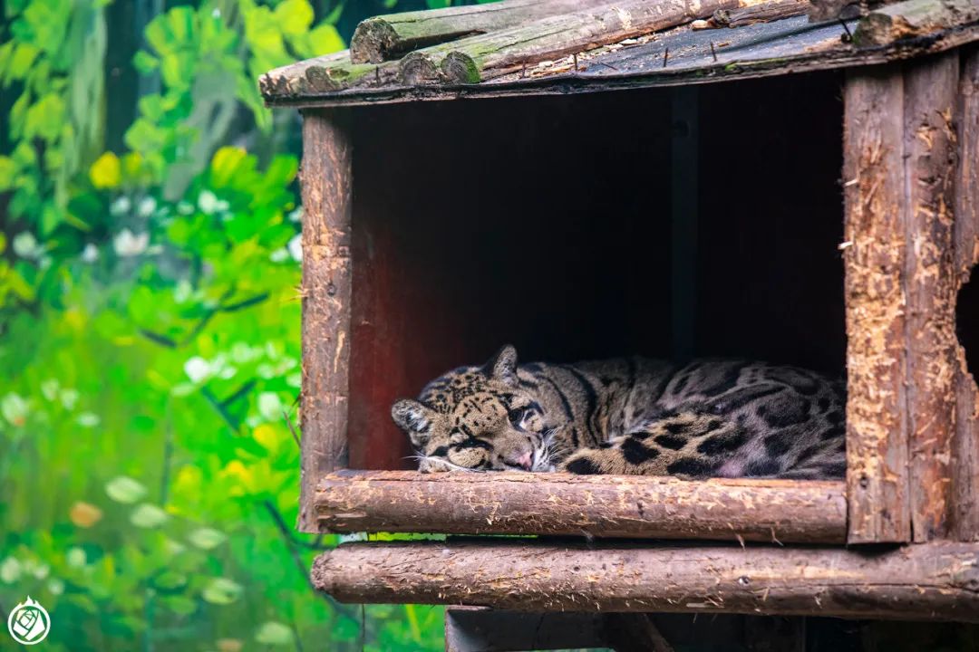 大陆仅剩的圈养云豹不该被如此轻慢对待