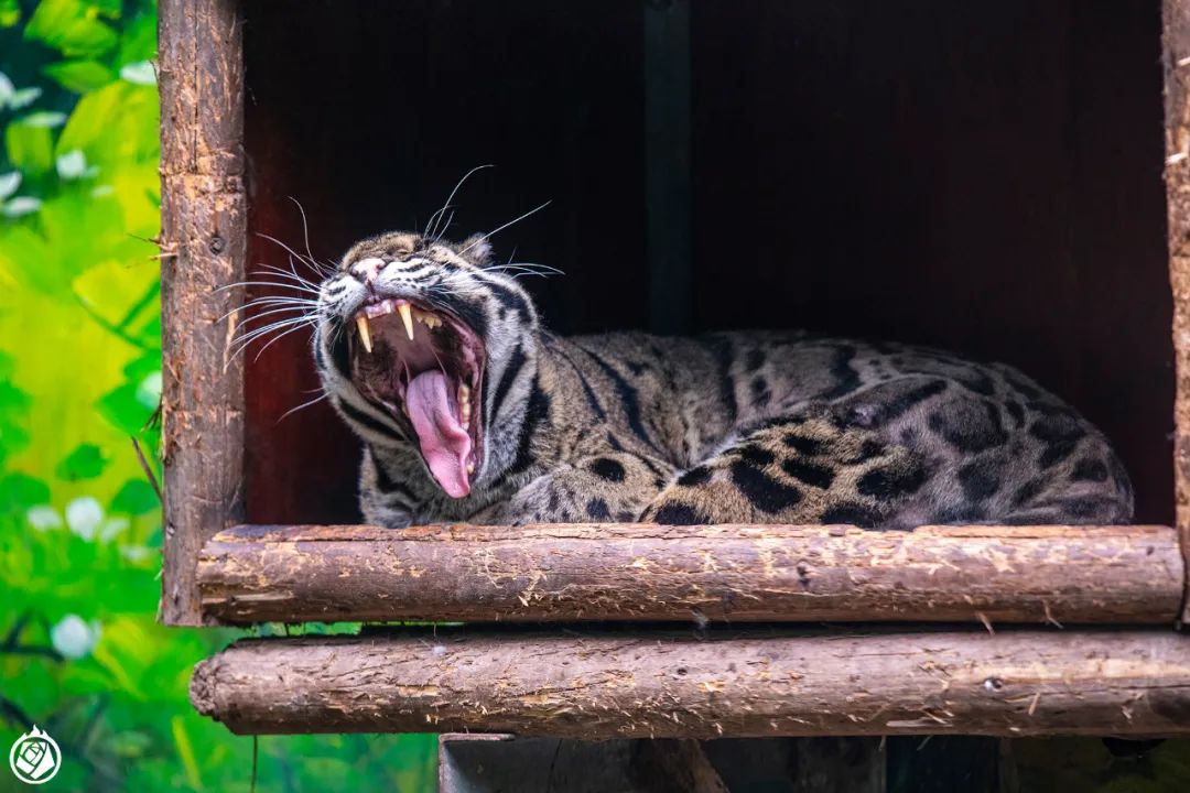 大陆仅剩的圈养云豹不该被如此轻慢对待