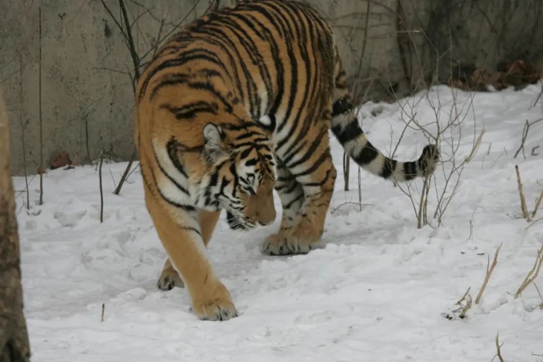 头条| 进村东北虎被命名为"完达山1号" 专家支招:"虎出没" 人咋办?
