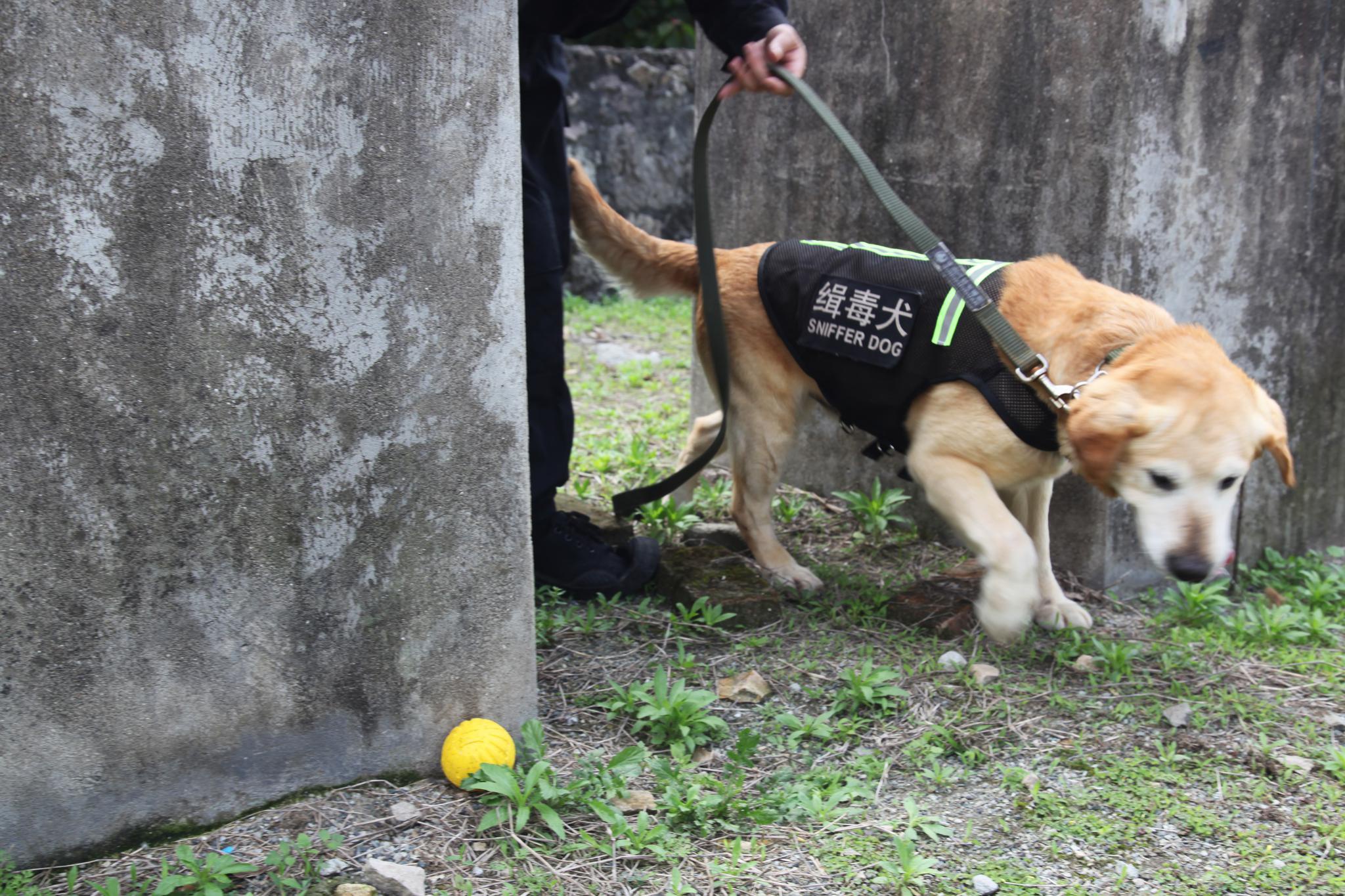 缉毒犬的品种图片