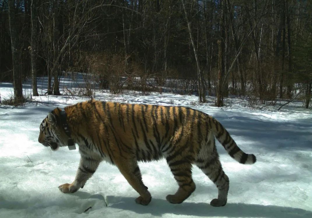 放归山林是这只东北虎最好的结局