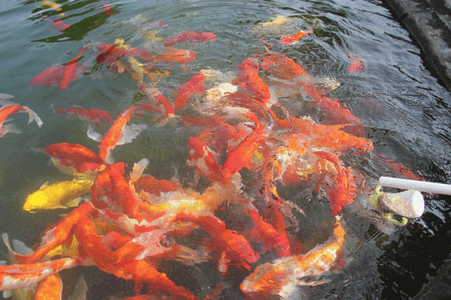 640_426gif 动态图 动图