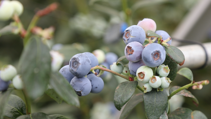 【专访】扎根云南，怡颗莓全球副总裁说中国拥有巨大的浆果消费潜力