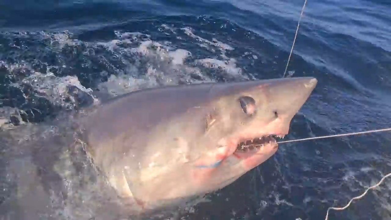 搏斗一小时!英国渔民钓上一条体长3米重达450斤鼠鲨