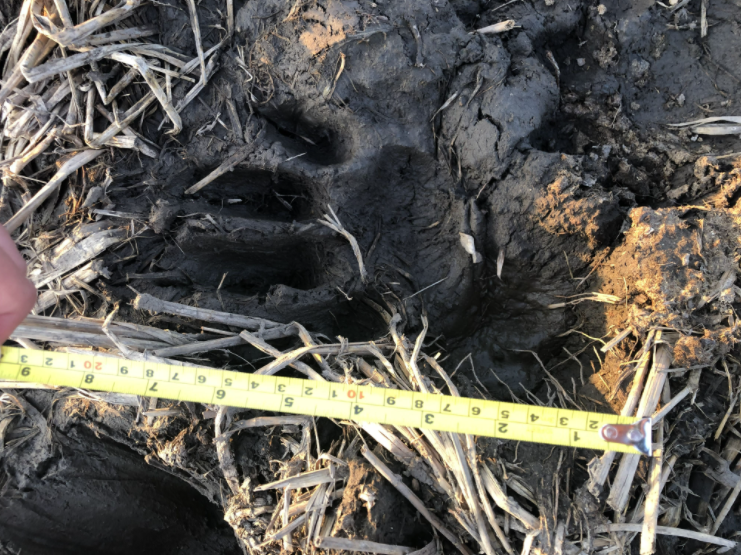 ▲留在村民院子里的老虎爪印长度超过10厘米。新京报记者&nbsp;韩沁珂&nbsp;摄