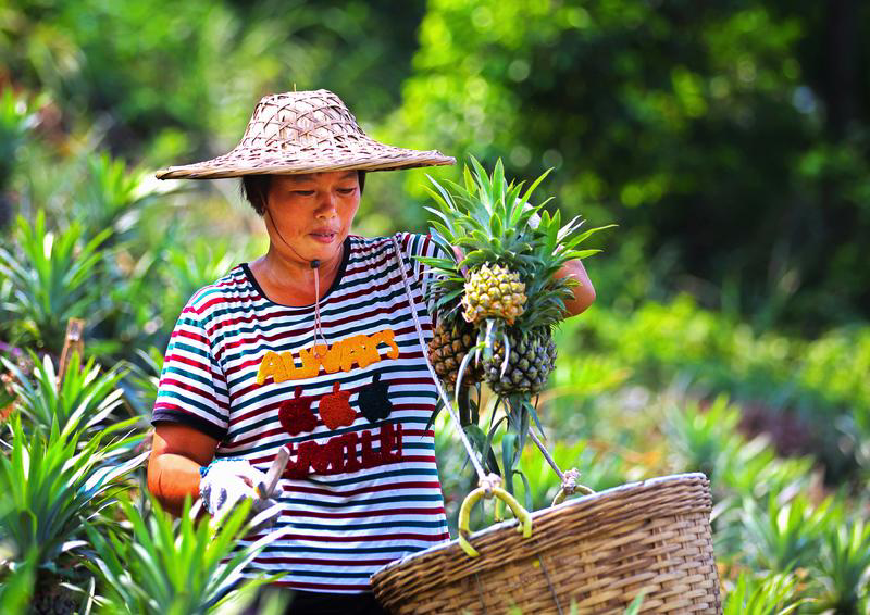 中山也有菠萝的海首届神湾菠萝文化旅游周五一开幕