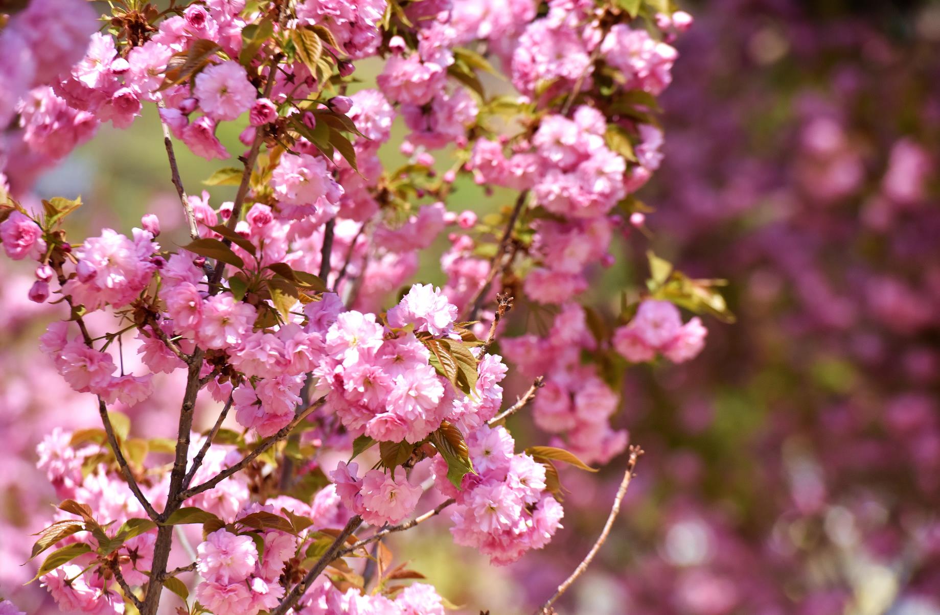 大片来啦北京最晚樱花绽放