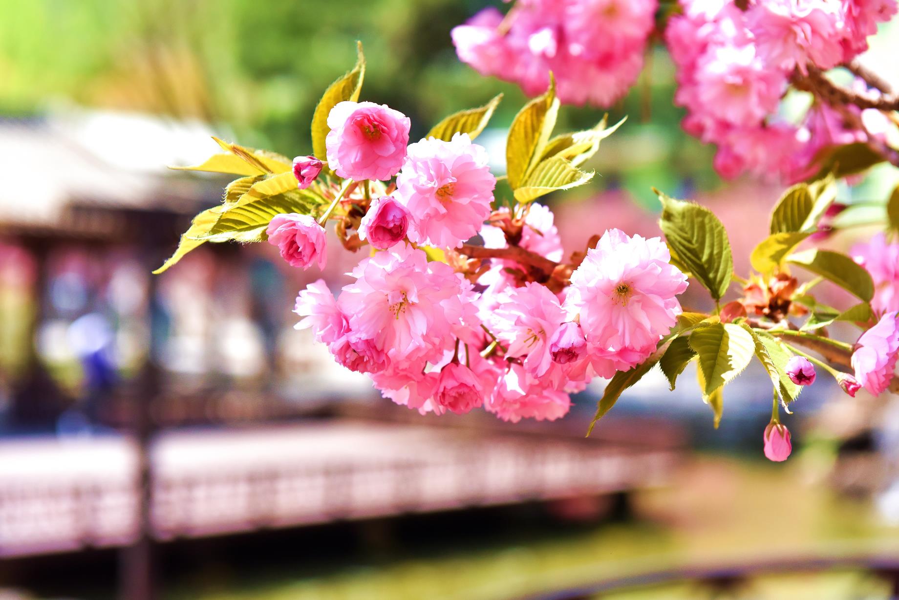 大片来啦北京最晚樱花绽放