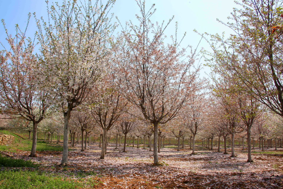花开枝身摇曳,花谢红雨遍野!肥城樱花艳山野
