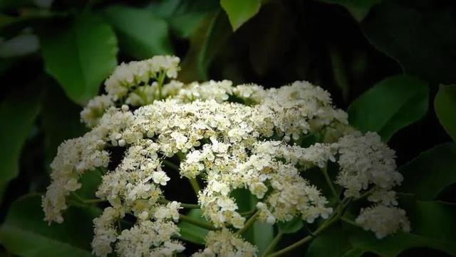 明知道石楠花的味道令人尴尬 为什么我们还那么爱种它 上海交通大学 新浪新闻