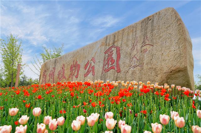 五一小长假去哪儿玩来安徽宿州植物园赏花郁金香开得正好