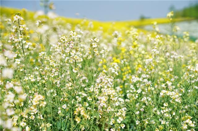 安徽有个绚丽的网红打卡点,牡丹花和油菜花竞相盛放,美如画卷
