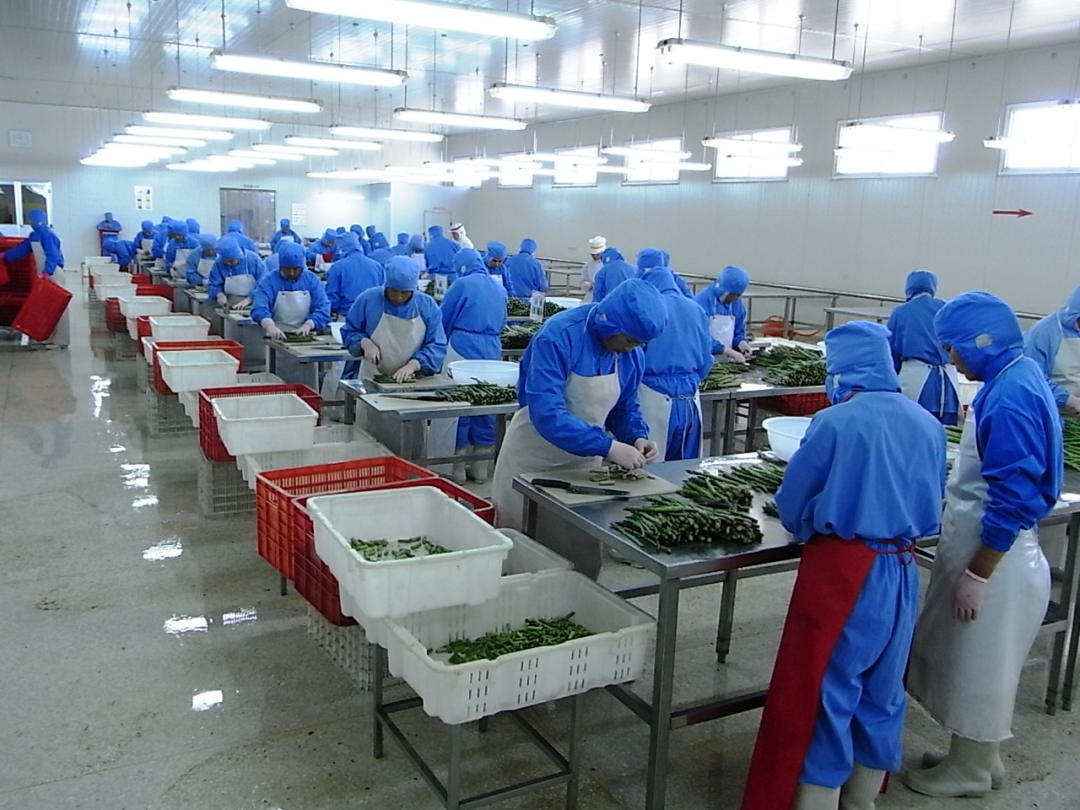 占地30000余平方米,拥有5000平方米的蔬菜加工车间2处,储量5000吨的