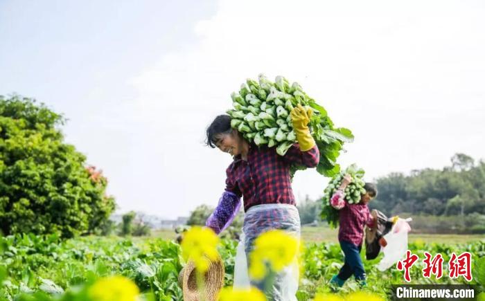 广州增城发展现代农业 为乡村振兴注入强劲动能