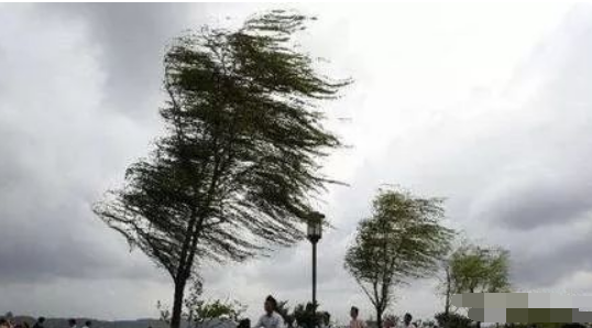 现场视频丨事发银川大风将树连根拔起砸中4辆车