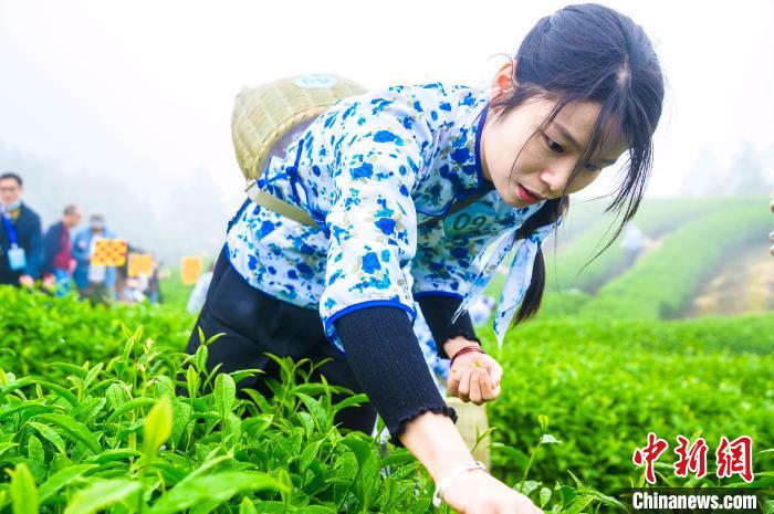 四月采茶正当时. 李南轩 摄