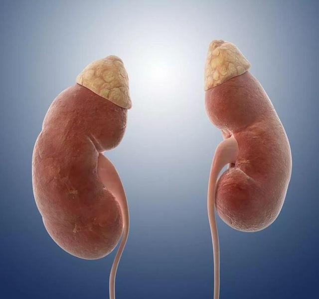 尿毒症肾衰竭的人群越来越多避免做4件事的人才能保护肾脏